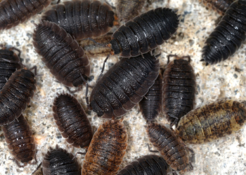 Roll-Assel (Armadillium vulgare) - © Gernot Kunz